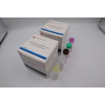 Rapid Test Kit Cov-19 From Factory