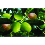 Olive Extract