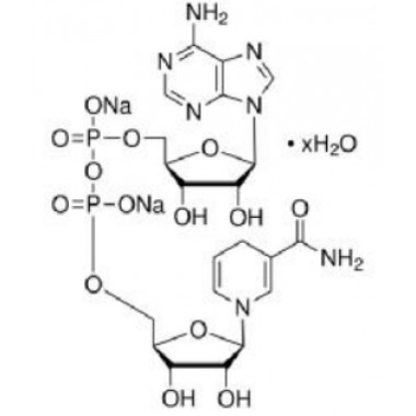 β-Nicotinamide adenine dinucleotide  NADH