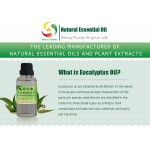 Natural Essential Oil Manufacturer Supply Natural Eucalyptus Oil