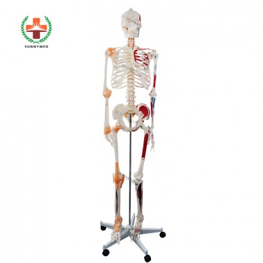 SY-N021 Medical Science Anatomy Entire Anatomy Skeleton with Painted Muscle and Ligament Model 180cm