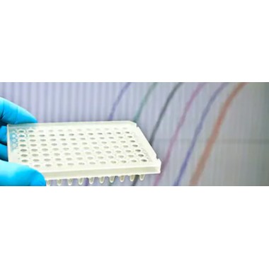 CD Rapid DNA Extraction and PCR Amplification Kit