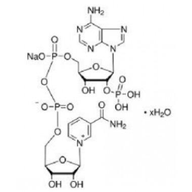 β-Nicotinamide Adenine Dinuclotide Phosphate  NADP