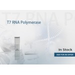 T7 RNA polymerase, 50U/uL
