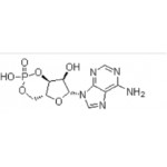Adenosine 3',5'-cyclic monophosphate (CAMP)