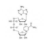 β-Nicotinamide Adenine Dinuclotide NAD