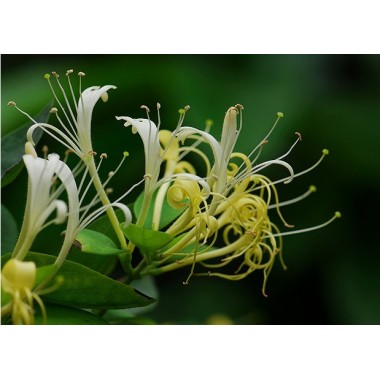 HoneySuchle Flowers Extract,Chlorogenic Acid 5-98%,327-97-9