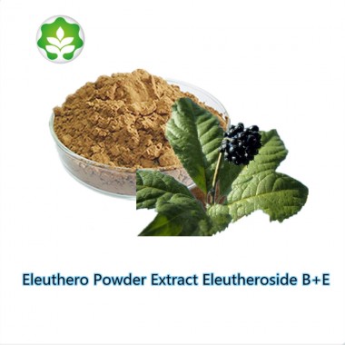 high quality 0.8 - 1.5% acanthopanax senticosus powder extract