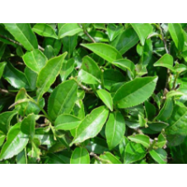 Debitter Green tea extract Polyphenols 40% & 15% EGCG