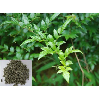 Vine Tea Extract, Dihydromyricetin 98%, Ampelopsin, CAS No.: 27200-12-0