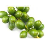 Coffee bean Extract 50% and 60% (Coffea robusta)