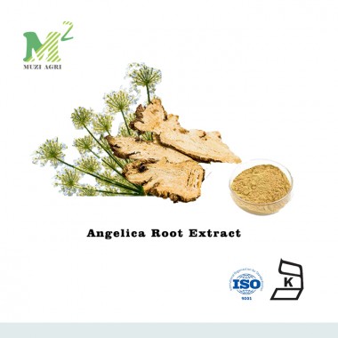 Natural Angelica Sinensis Root Extract