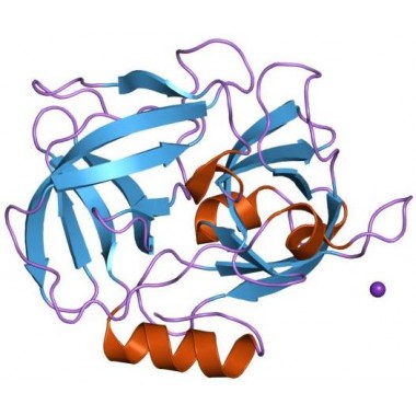 V8 Protease