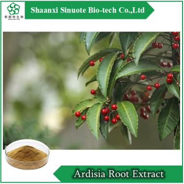 Manufacturer Natural Ardisia Root Extract Powder/Ardisiacrispin
