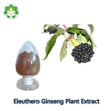 tonic herbs eleuthero ginseng plant extract for energy
