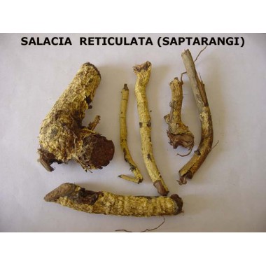 Salacia reticulata