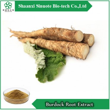 High Quality Free Sample Burdock Root Extract