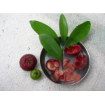 Star Slim capsules (Garcinia indica, Coleus forskohlii, Camellia chinensis, Piper longum, Plantago ovate and Aloe vera)