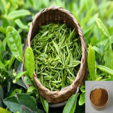Natural Green Tea Extract