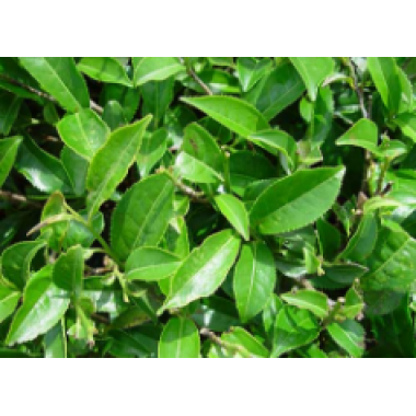 Green tea extract 40% (Camellia sinensis)
