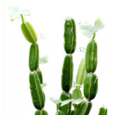Cissus Extract 2.5% and 5% (Cissus quandrangularis)