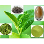 Green Tea Extract.