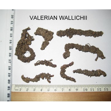 Valerian wallachi