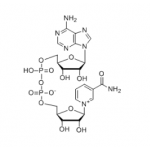 β-Nicotinamide Adenine Dinuclotide