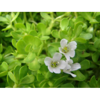 Debitter Bacopa extract 10% and 20% (Bacopa monnieri)