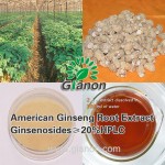 American ginseng extract