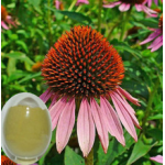 Super Echinacea extract powder from GMP ISO HACCP certified manufacture