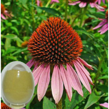 Super Echinacea extract powder from GMP ISO HACCP certified manufacture