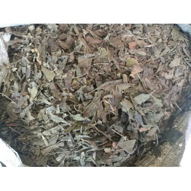 Dried leaves of Ginkgo biloba