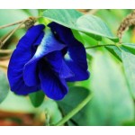 Butterfly pea Extract, Butterfly pea Powder